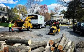 Best Tree Removal Services  in Bishop, CA